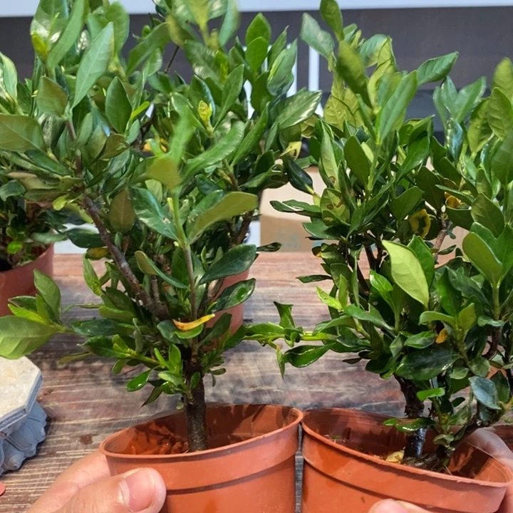 无花朵栀子花1111