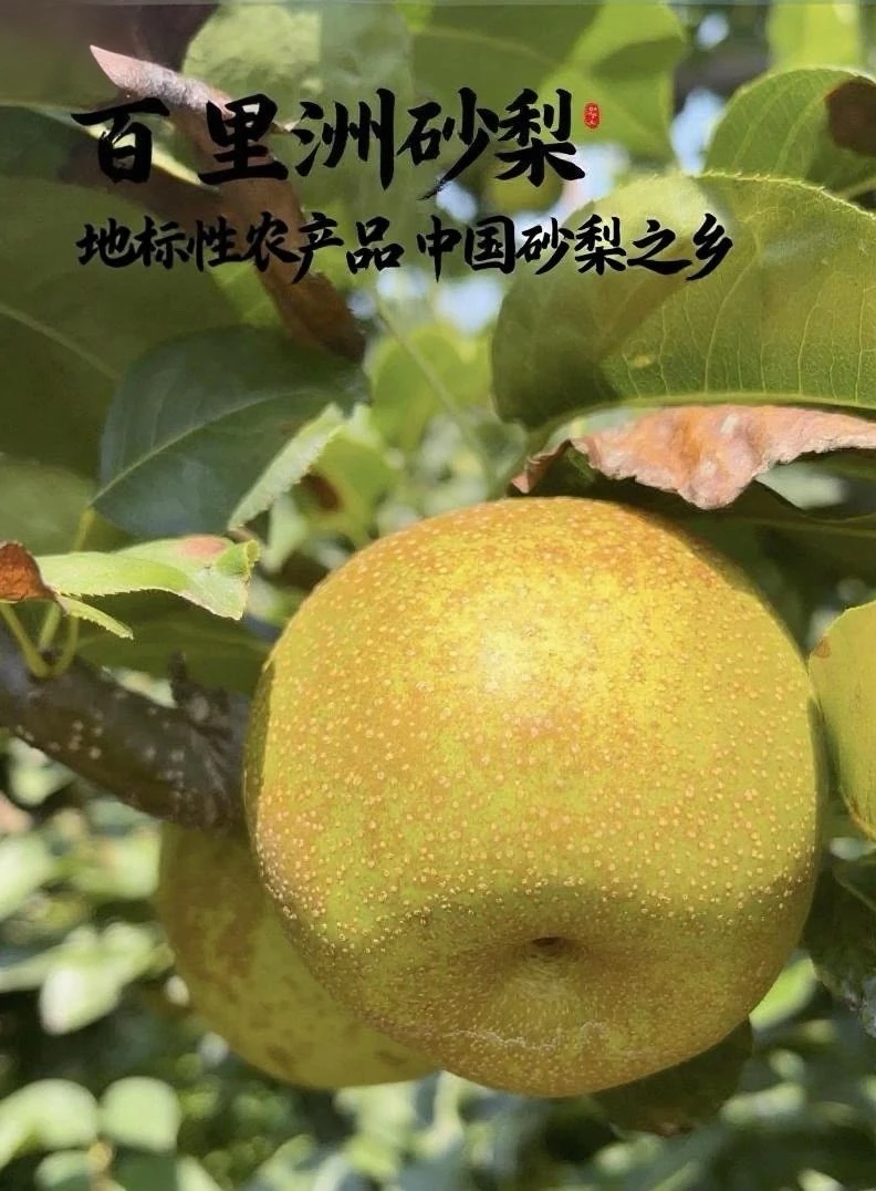 正宗百里洲翠冠砂梨精品礼盒包装现采现摘产地直发烂果包赔