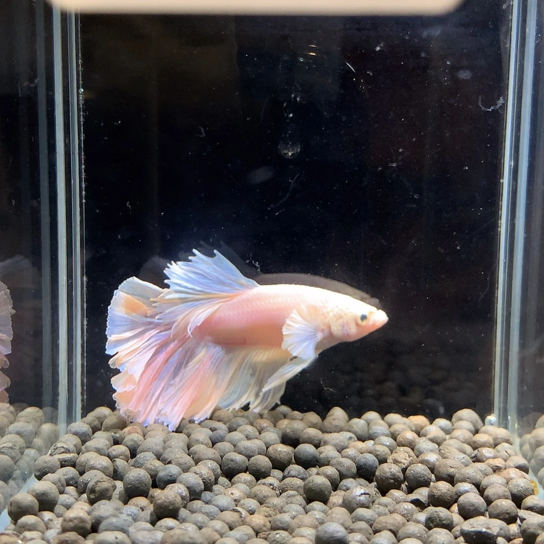 大***种斗鱼七弟泰国斗鱼57