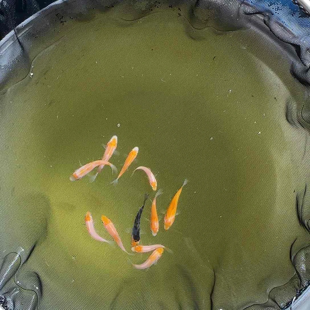 锦鲤J***?锦鲤的故事是