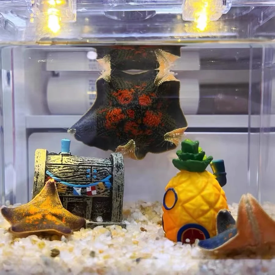 海燕海星派大星活体同款桌面萌宠 会翻跟头的派大星