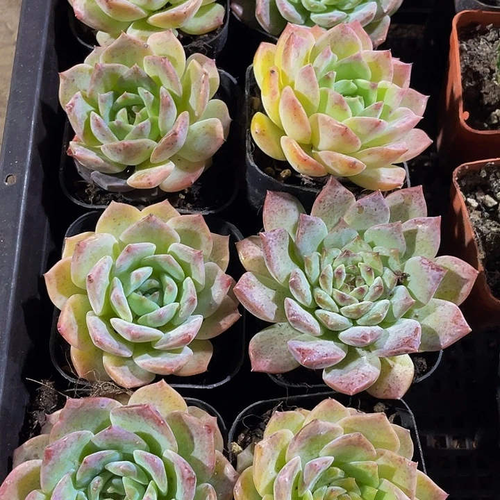 大纯爱带哦土发货