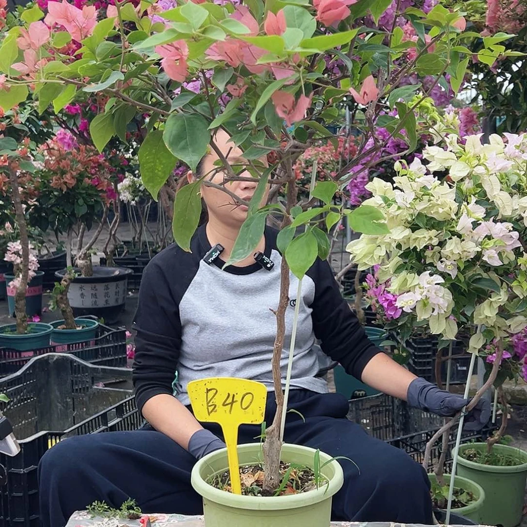 玲***5大部分花苞少量开放B40橙粉公主