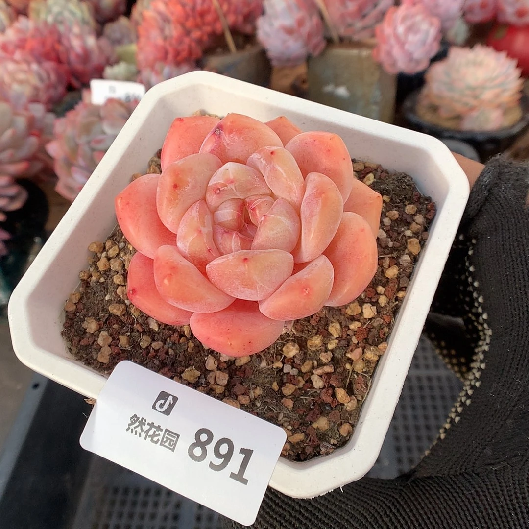891糖心多肉植物6666