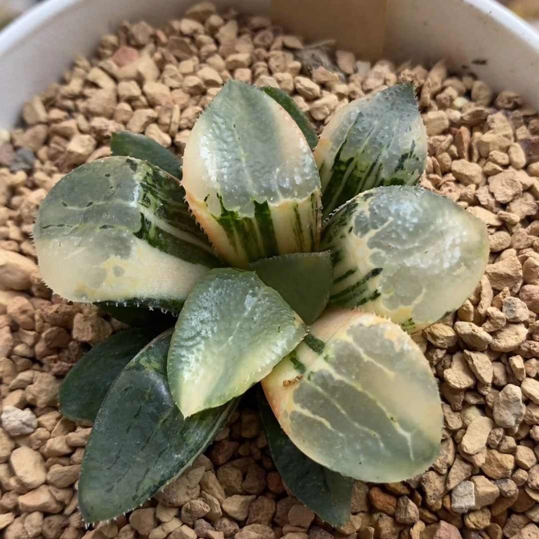 877池田玻璃克锦一物一拍