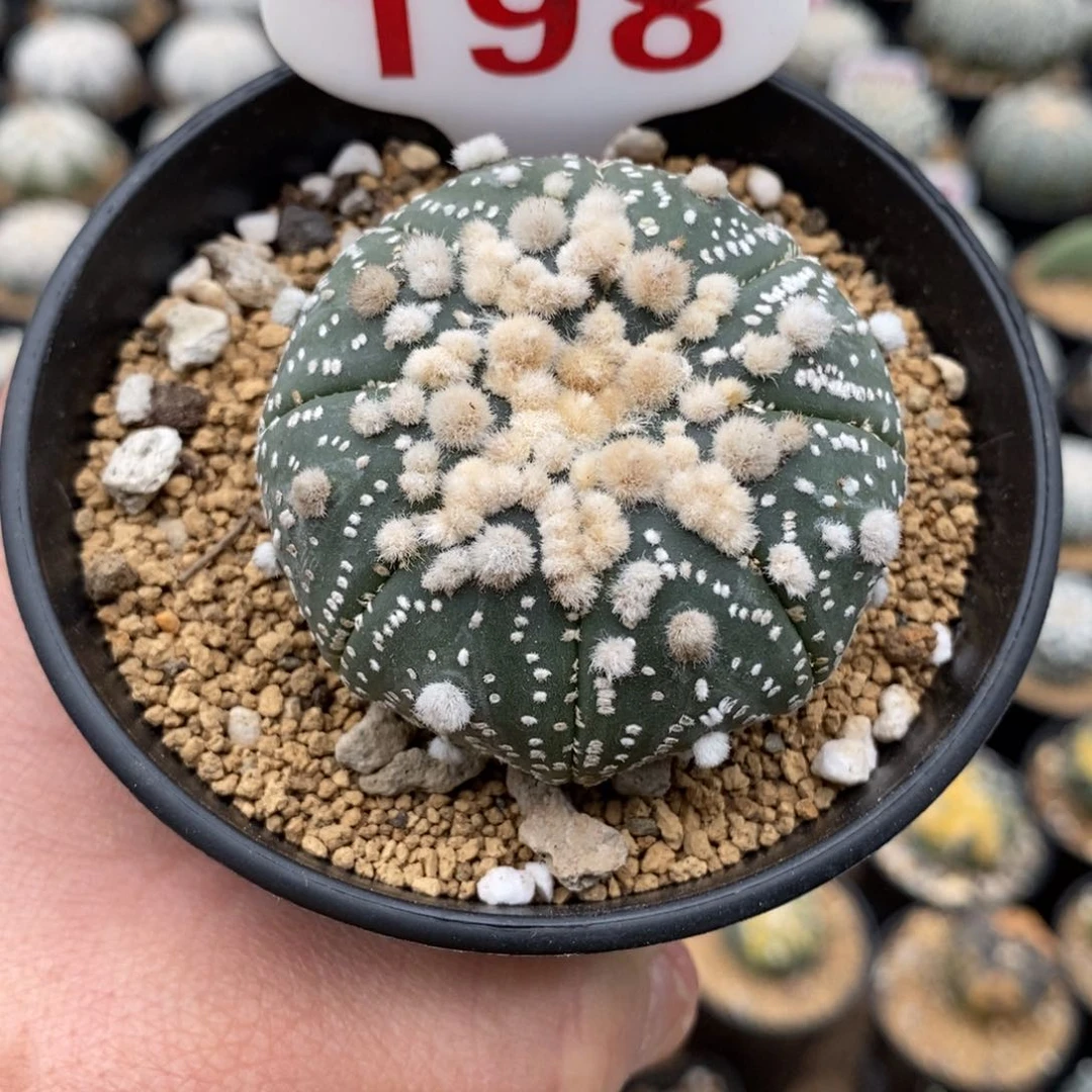 198花园福利多多