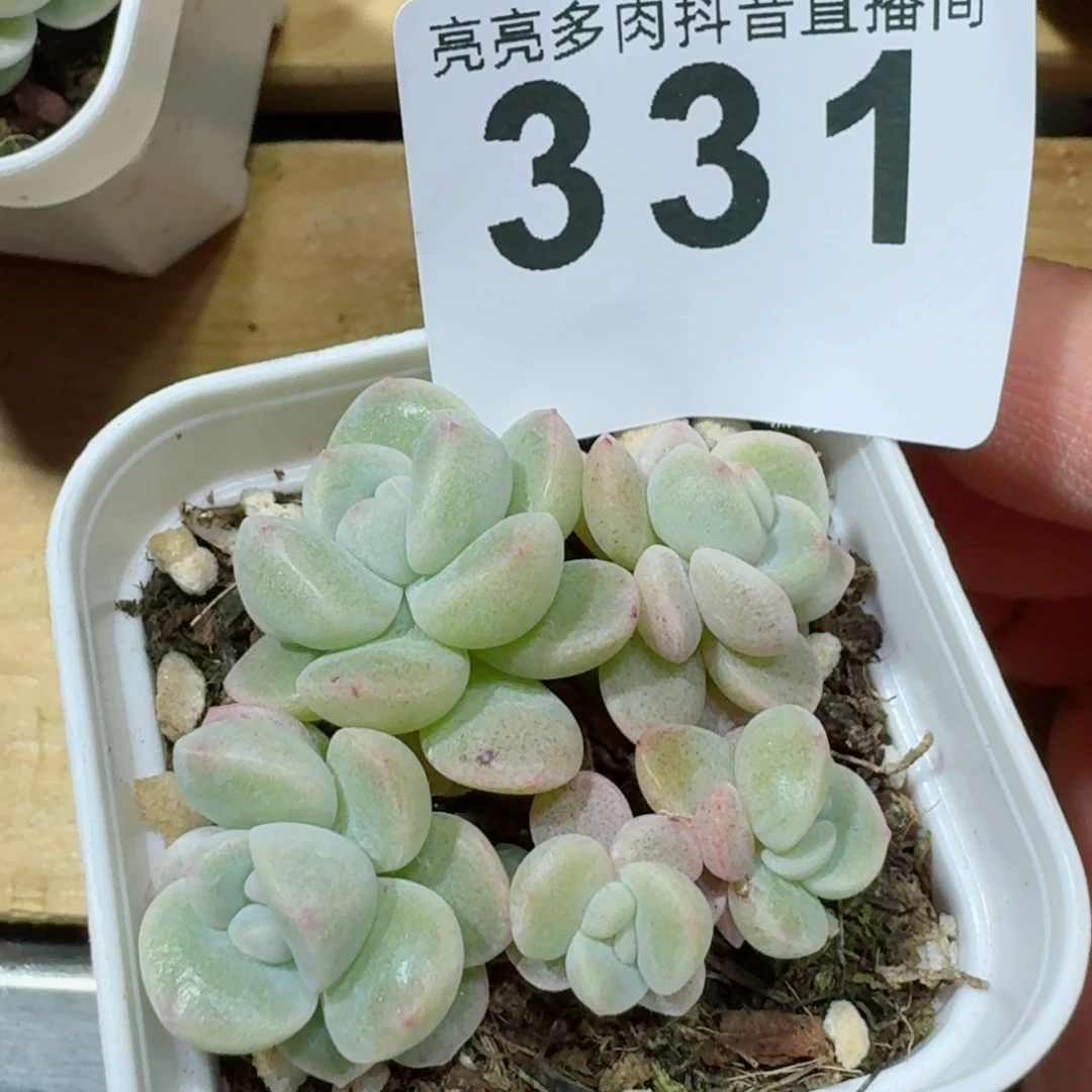 冰玉         精品多肉