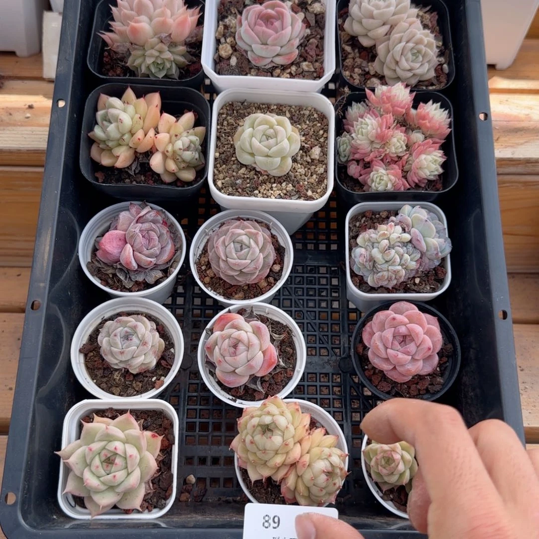 框拍框拍0226-89