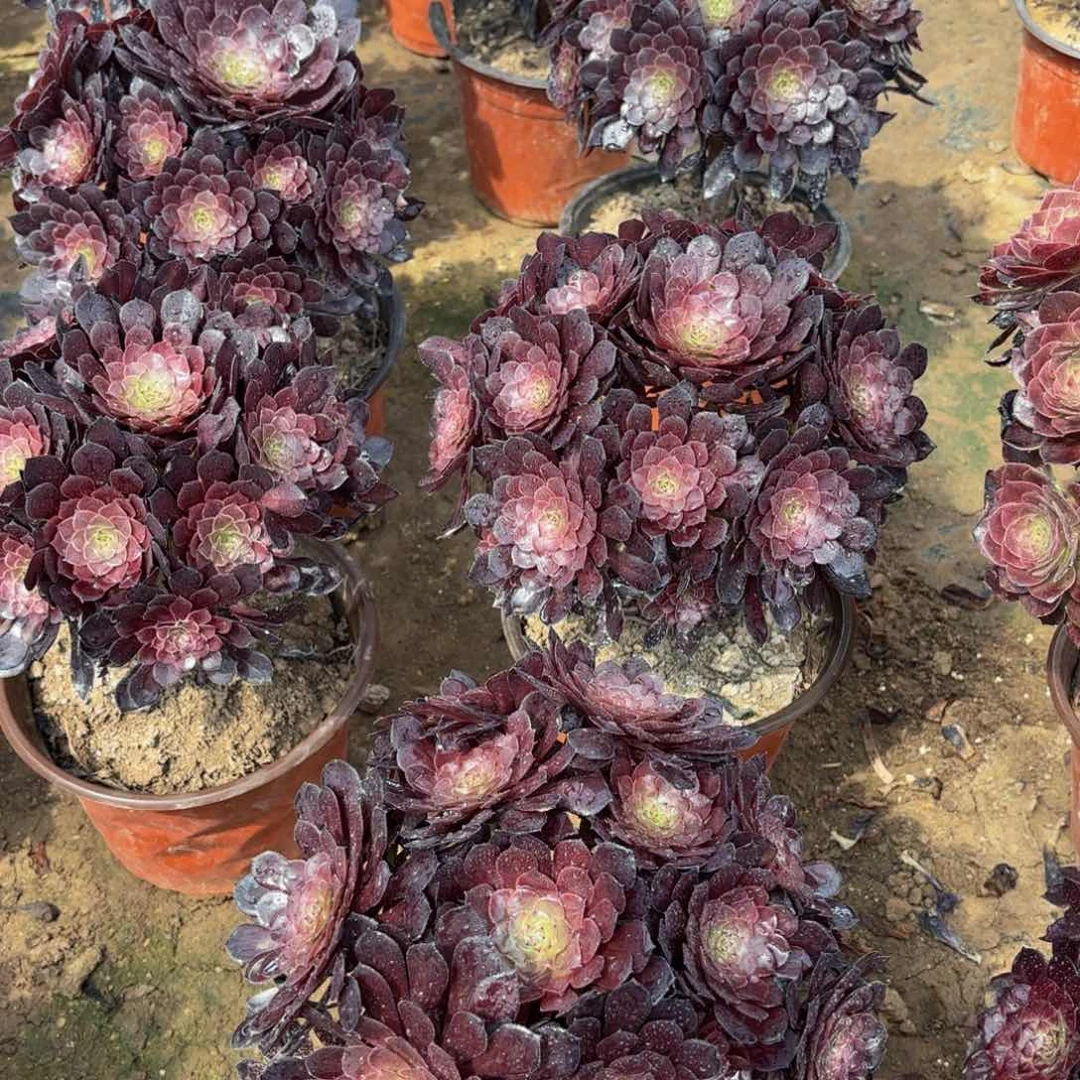 黑铜壶绣球9.9多肉植物