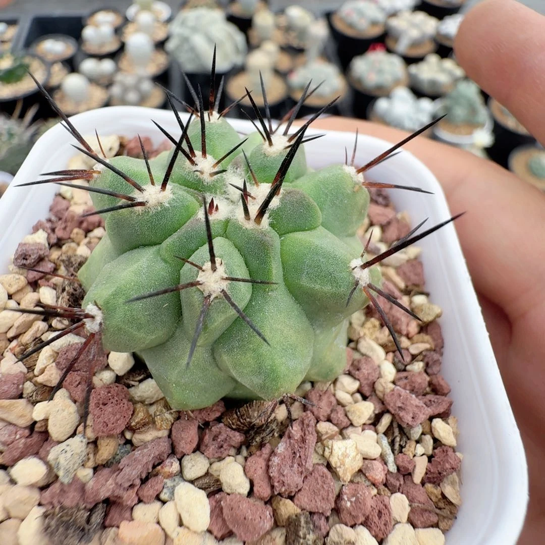 无花朵侧芽黑王尺寸3.7