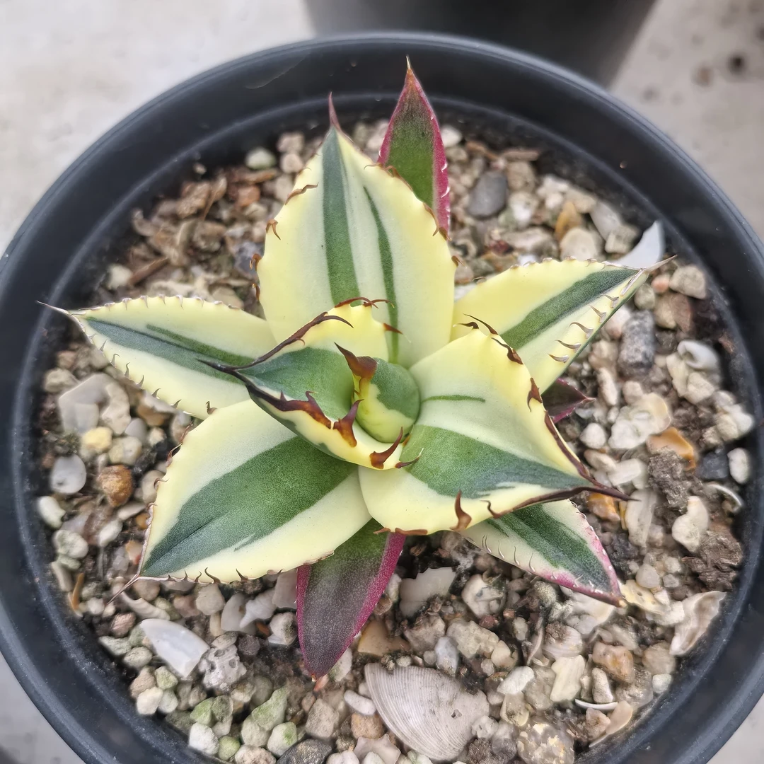 鲍芽锦龙舌兰一物一拍潮流块根仙人球植物