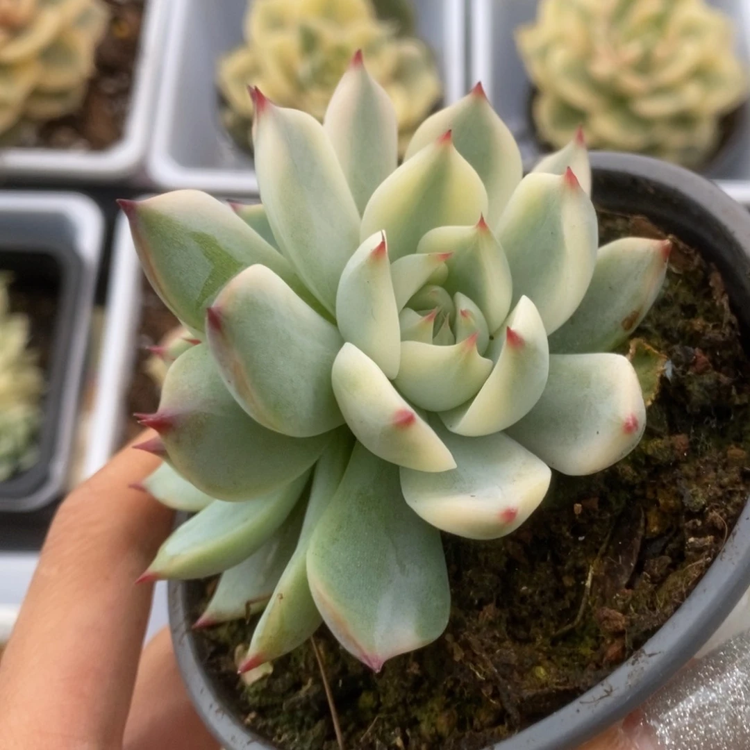 010锦锦锦锦锦锦锦锦