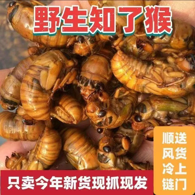 2025新鲜金蝉知了猴速冻现抓爬叉猴蝉蛹顺丰包邮  柑-Q
