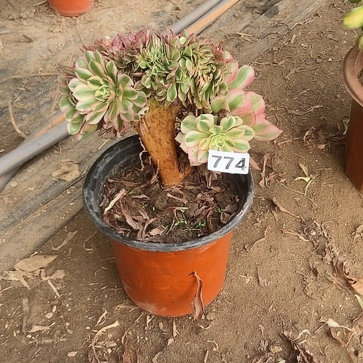 774荔枝缀化老板子法师缀