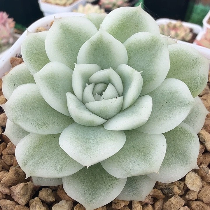 高瓷白麦秆锦多肉锦