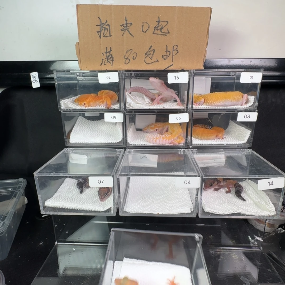 豹纹守宫川普妹妹