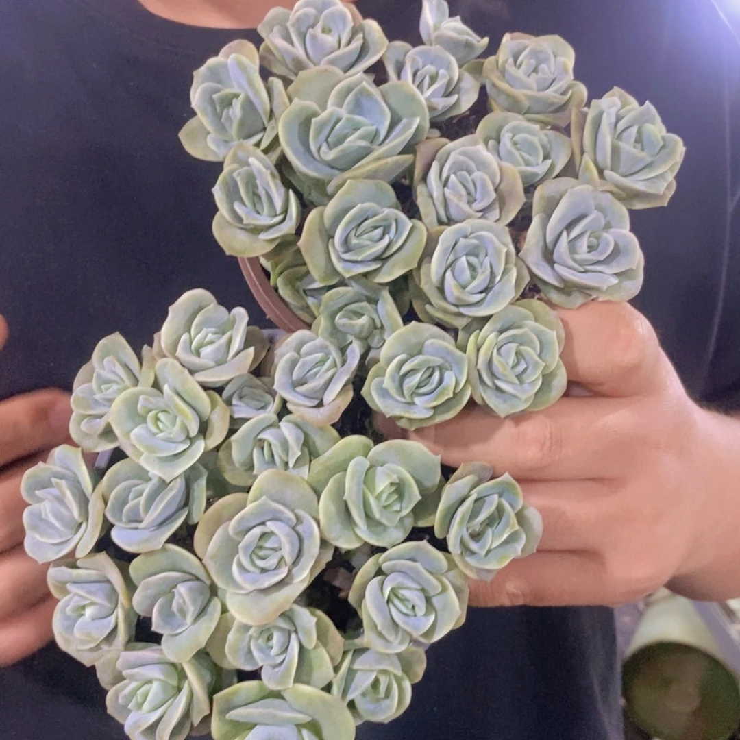 可爱玫瑰散装带盆土两盆