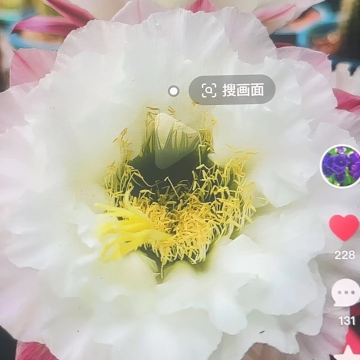 清清白牡丹根瑕疵黑点
