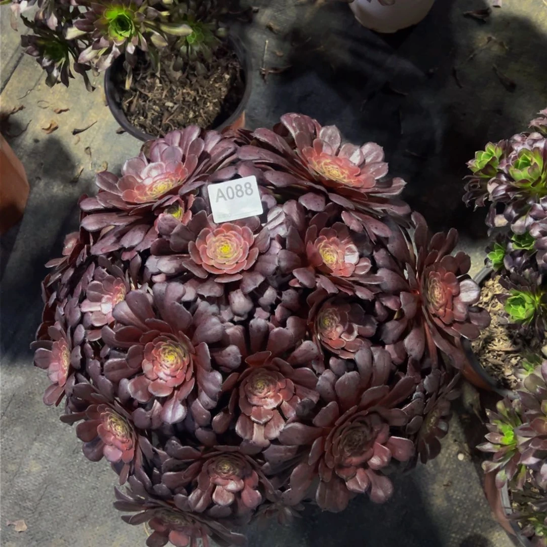 黑萝莉多肉植物088不差价