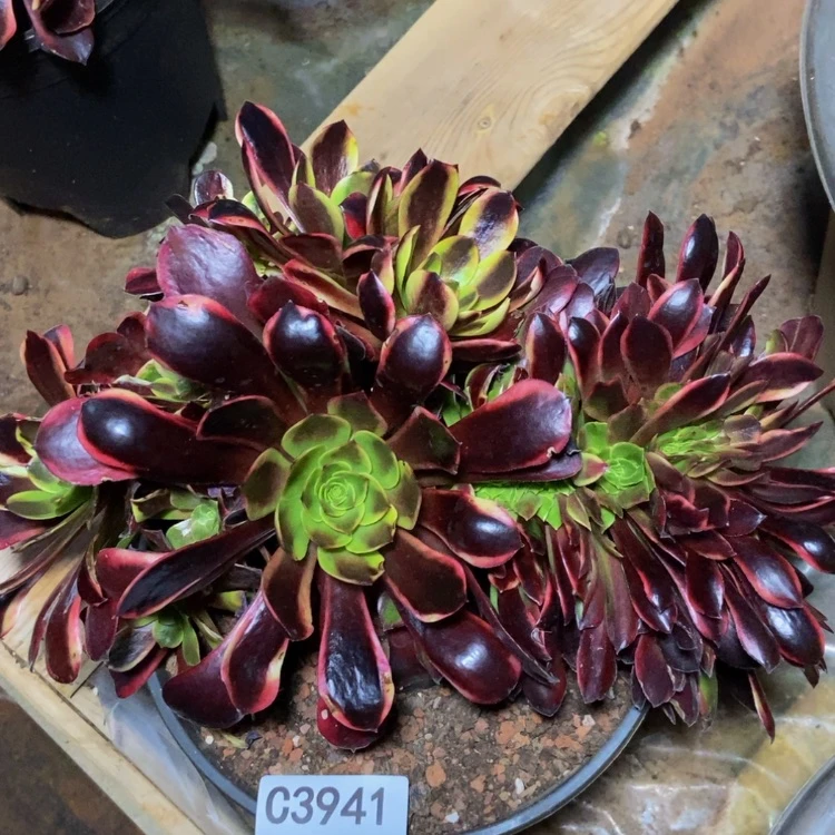 【闪购商品】3941欧嘉莉多肉