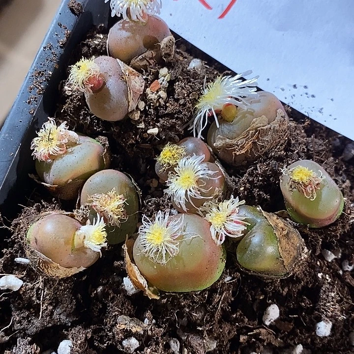 2407。 一组。 蟠桃红宝石。