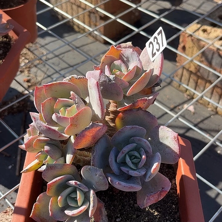 武***馆237血凤白凤脱土发货不退不换