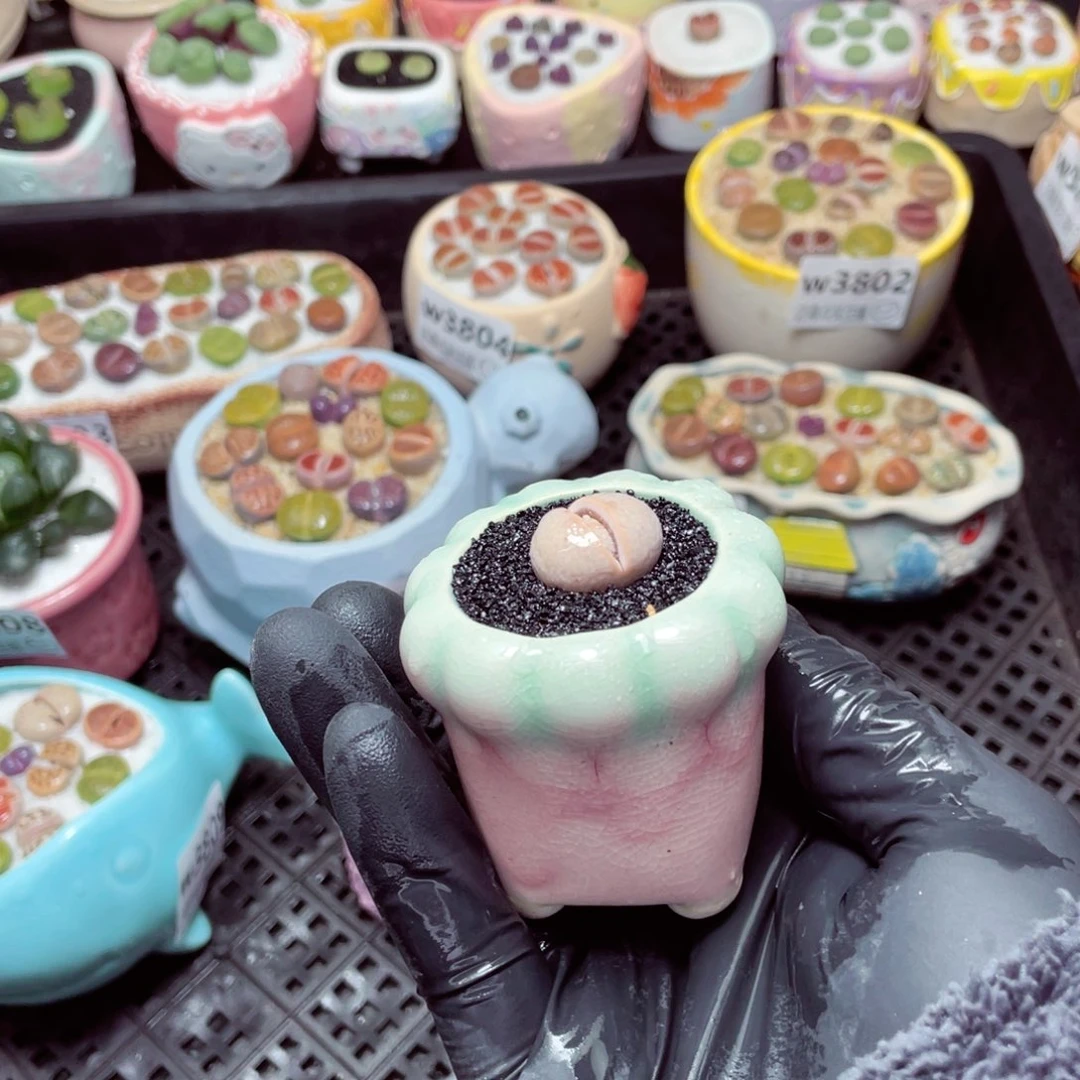 w3811--带盆土发货，零下地区拍保温箱