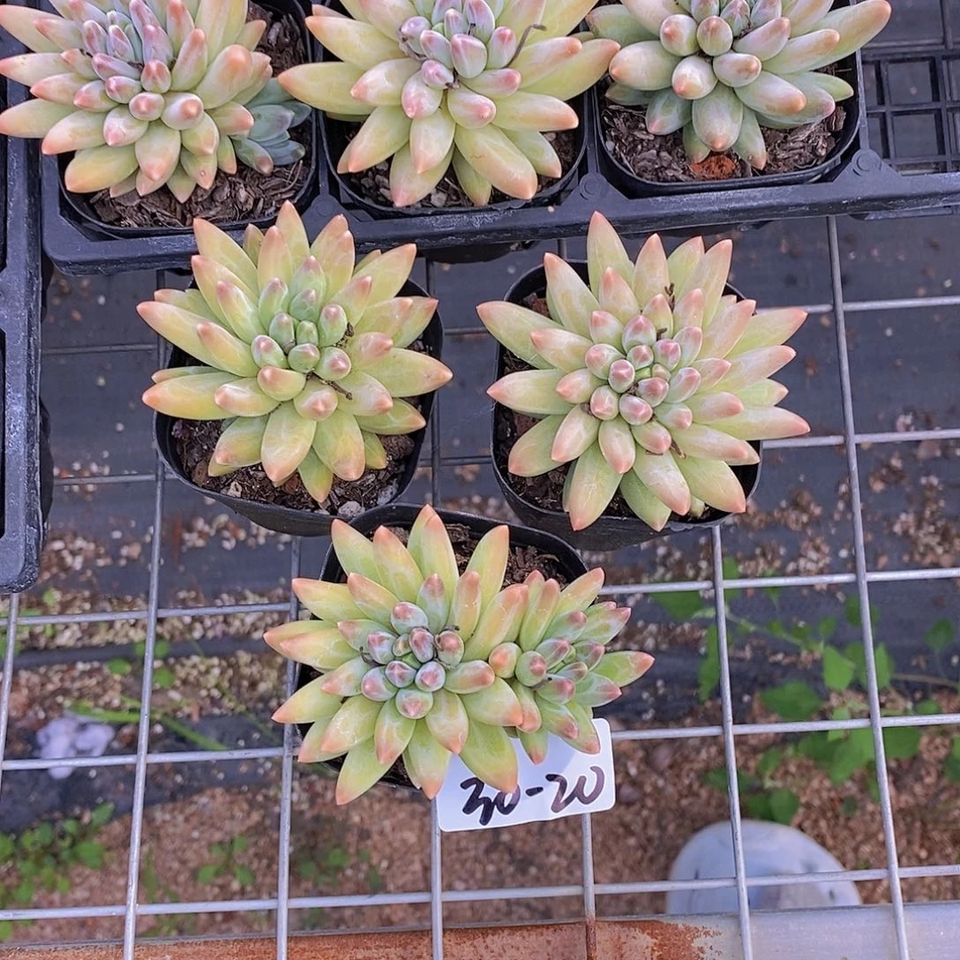 30-20-偏黄乌拉福利一颗量拍