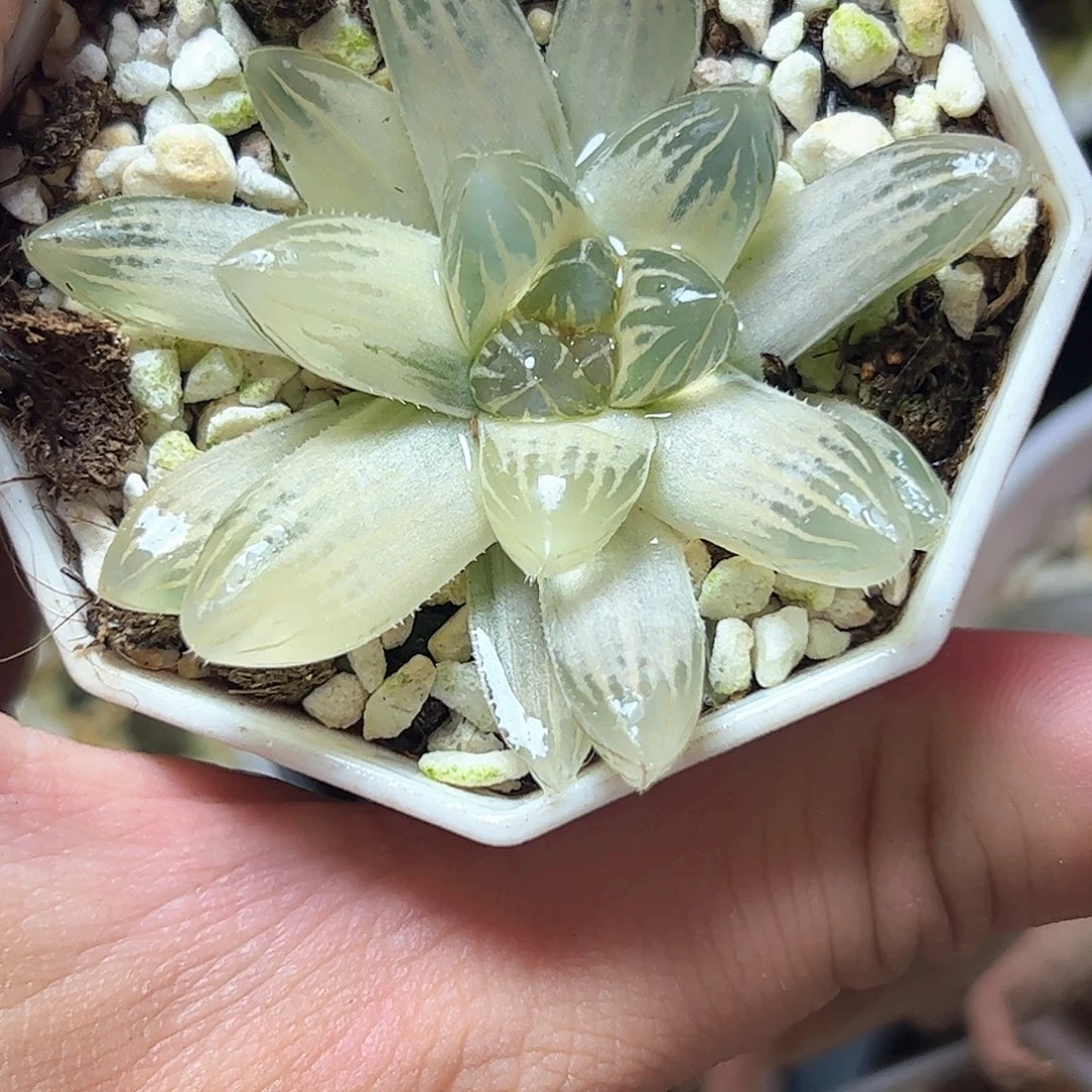 糊斑霓虹灯白蛇传体