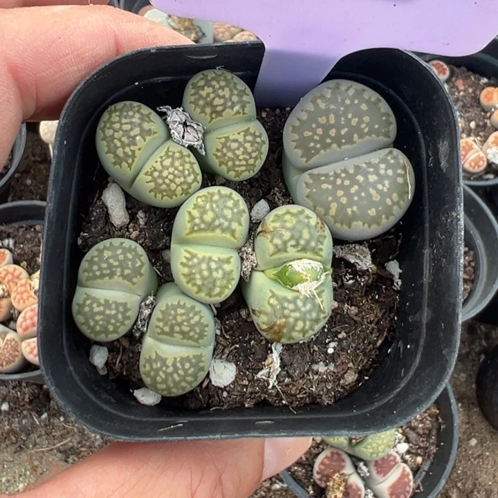 892天路know考虑了