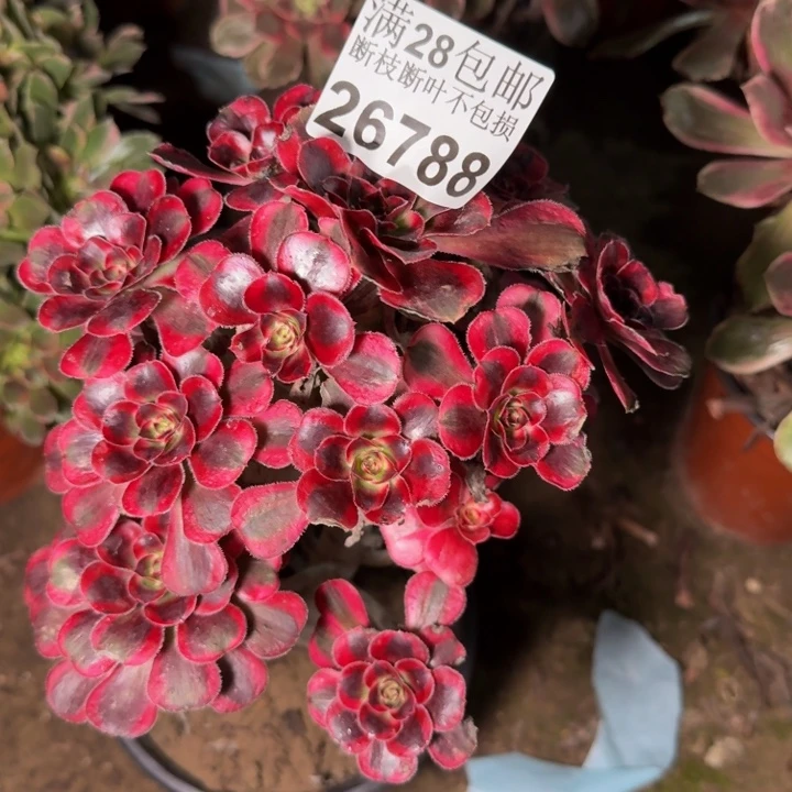 石***鱼26788香奈儿不包断枝