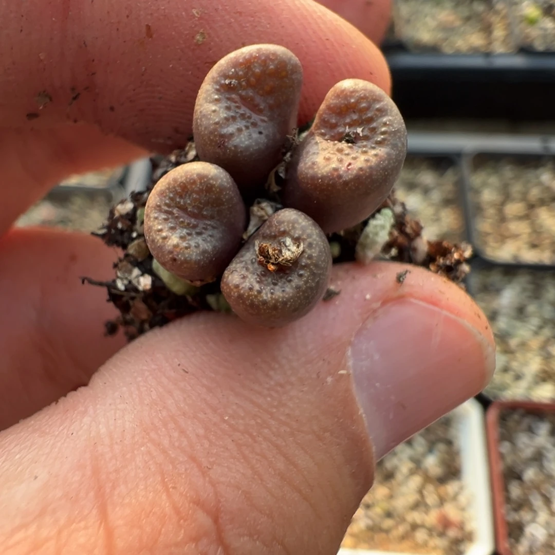 16-40肉锥多肉植物，