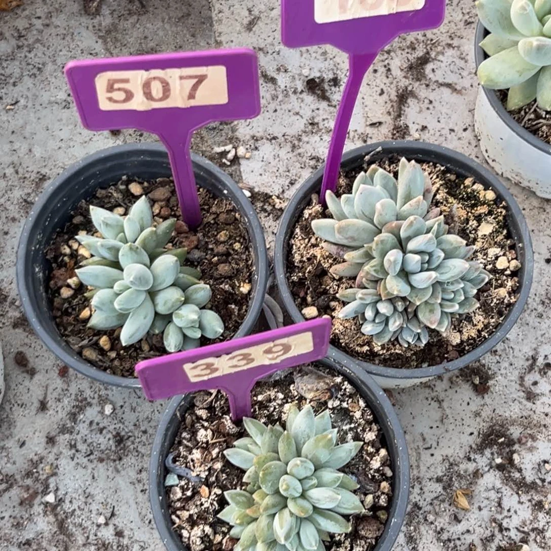 507.135.339哥特杂多肉植物