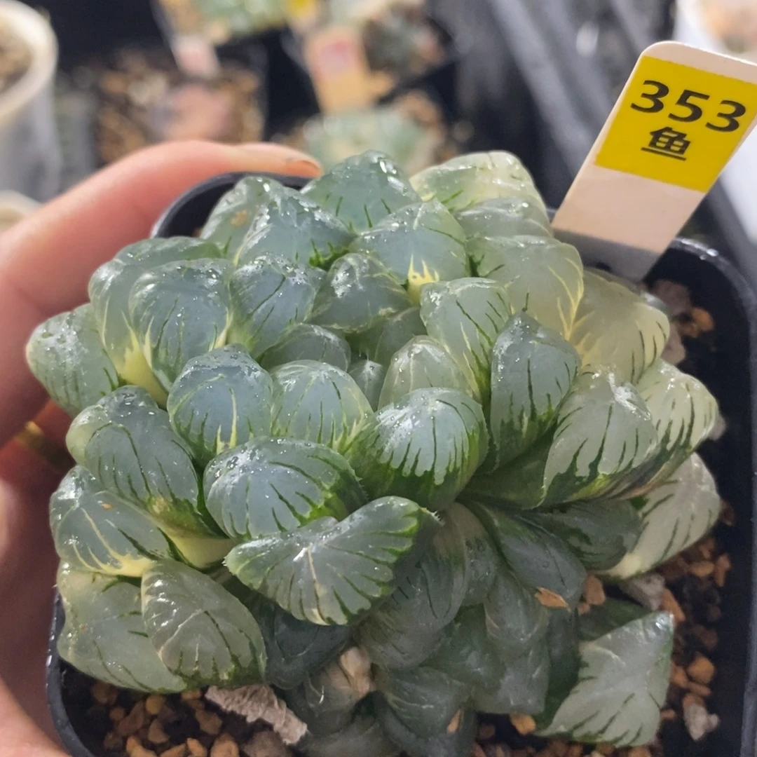 353实生玉露十二卷