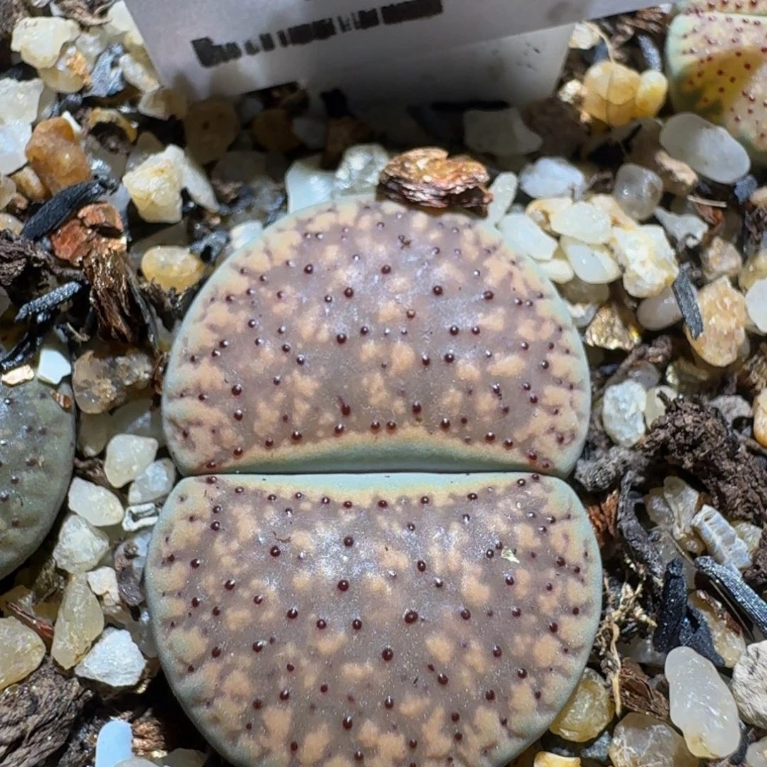 Zzzz精品生石花154