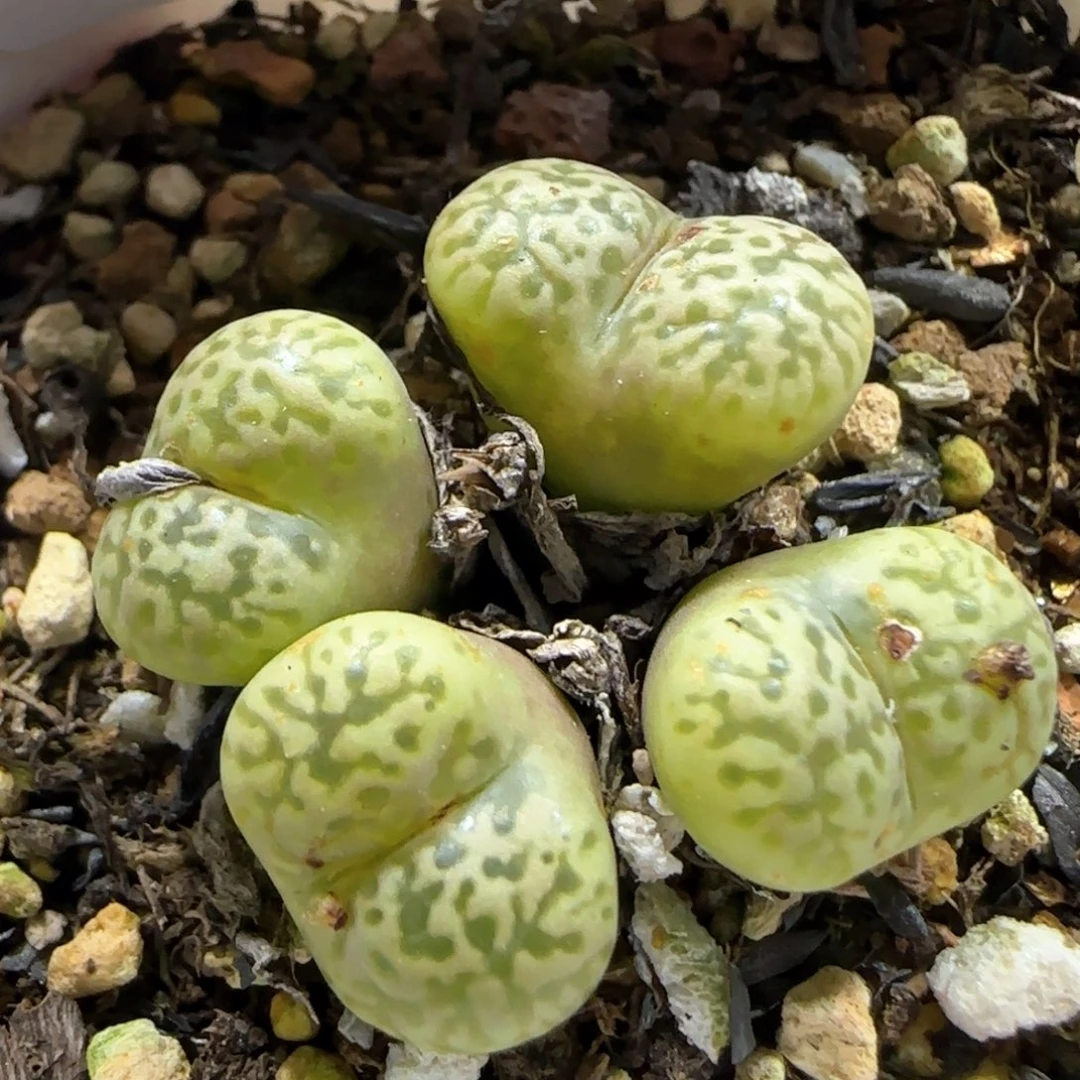 2.21。鸟哈尼。 5002