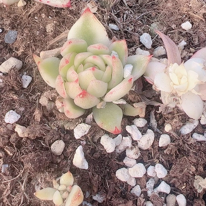 代*～多肉植物多肉植物