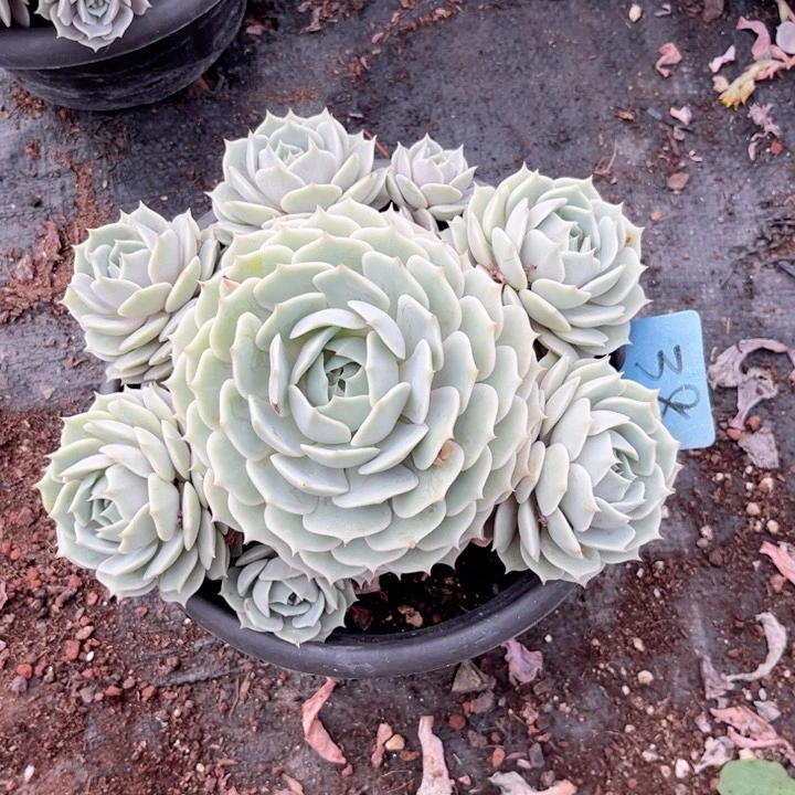 晨语多肉一物一拍