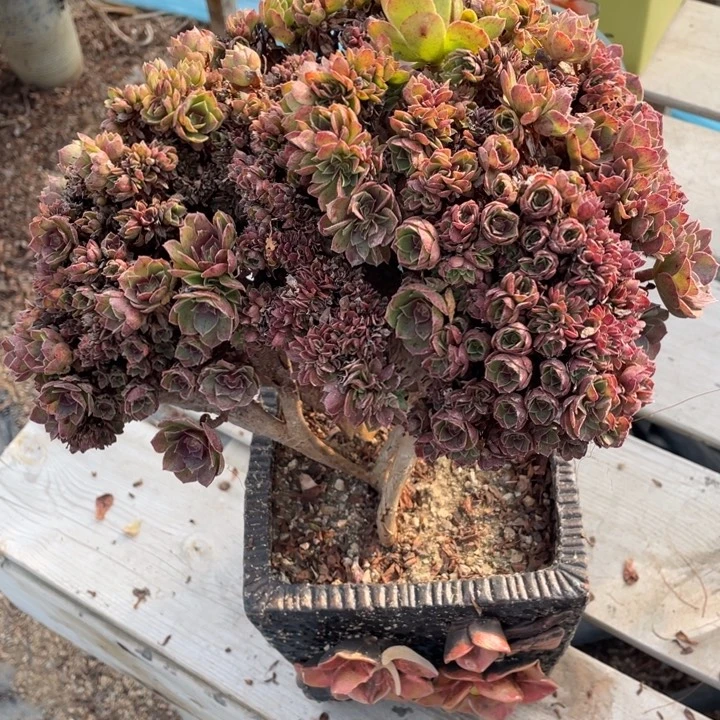 多肉多糖可不敢买太便宜