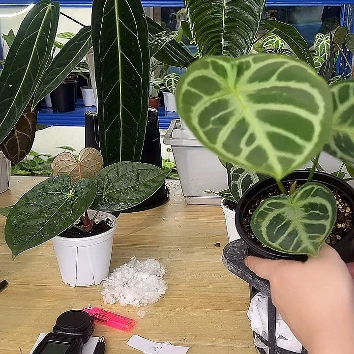 无花朵大颗铜锣烧