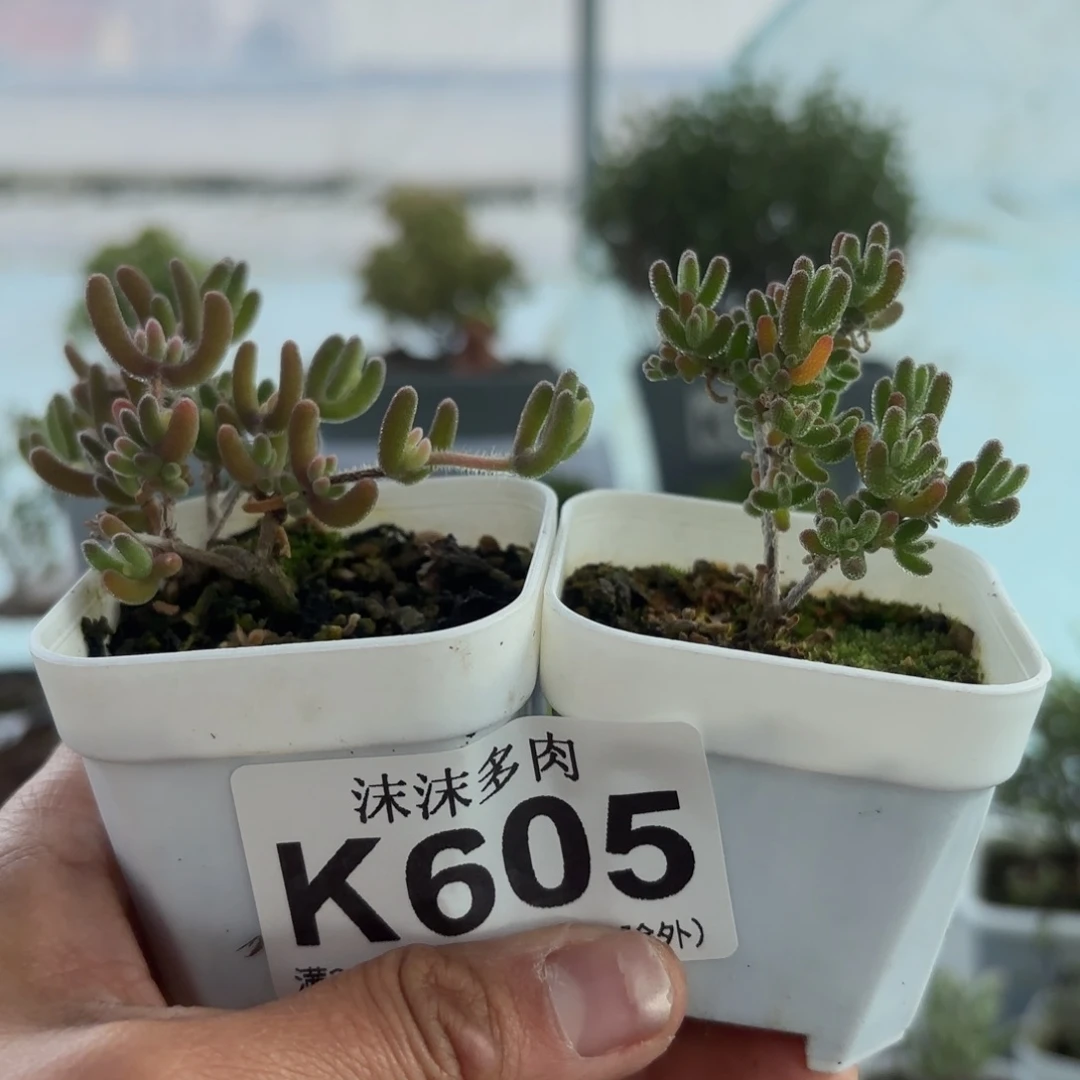 605开播福利冰川和钻石黄化