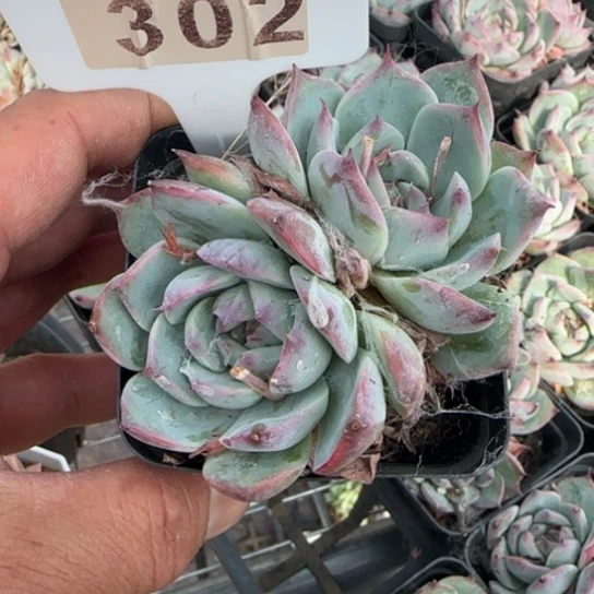 302返族惊鸿1111111