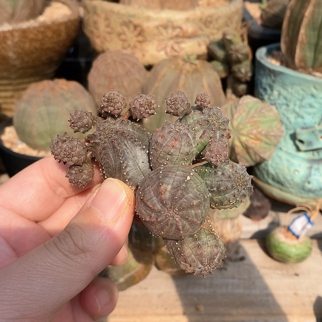 欧系布纹球一物一拍