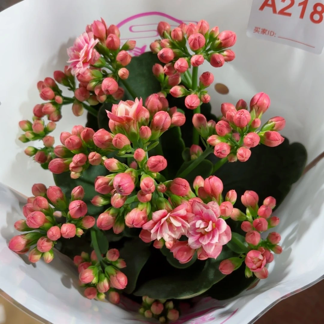 A218鸳鸯锦长寿花一颗