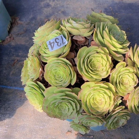 孟***织多肉植物一个撕拉碗