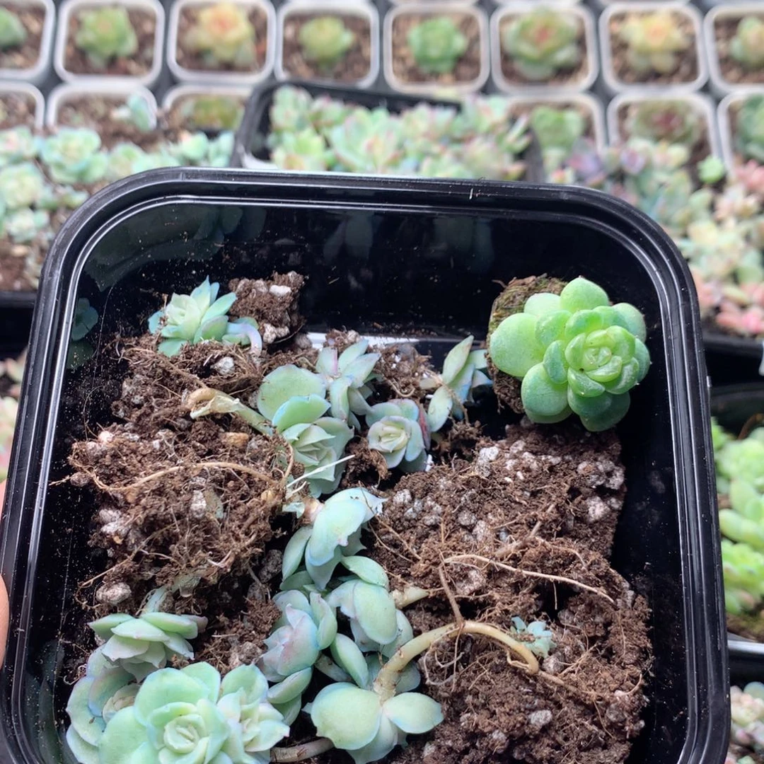 无花朵W22英语英语