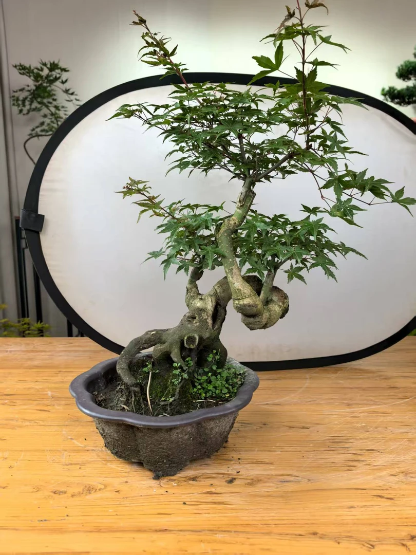 老桩枫树南天竹龙鳞室内盆栽绿植茶室电视好养活适合书房桌面摆放