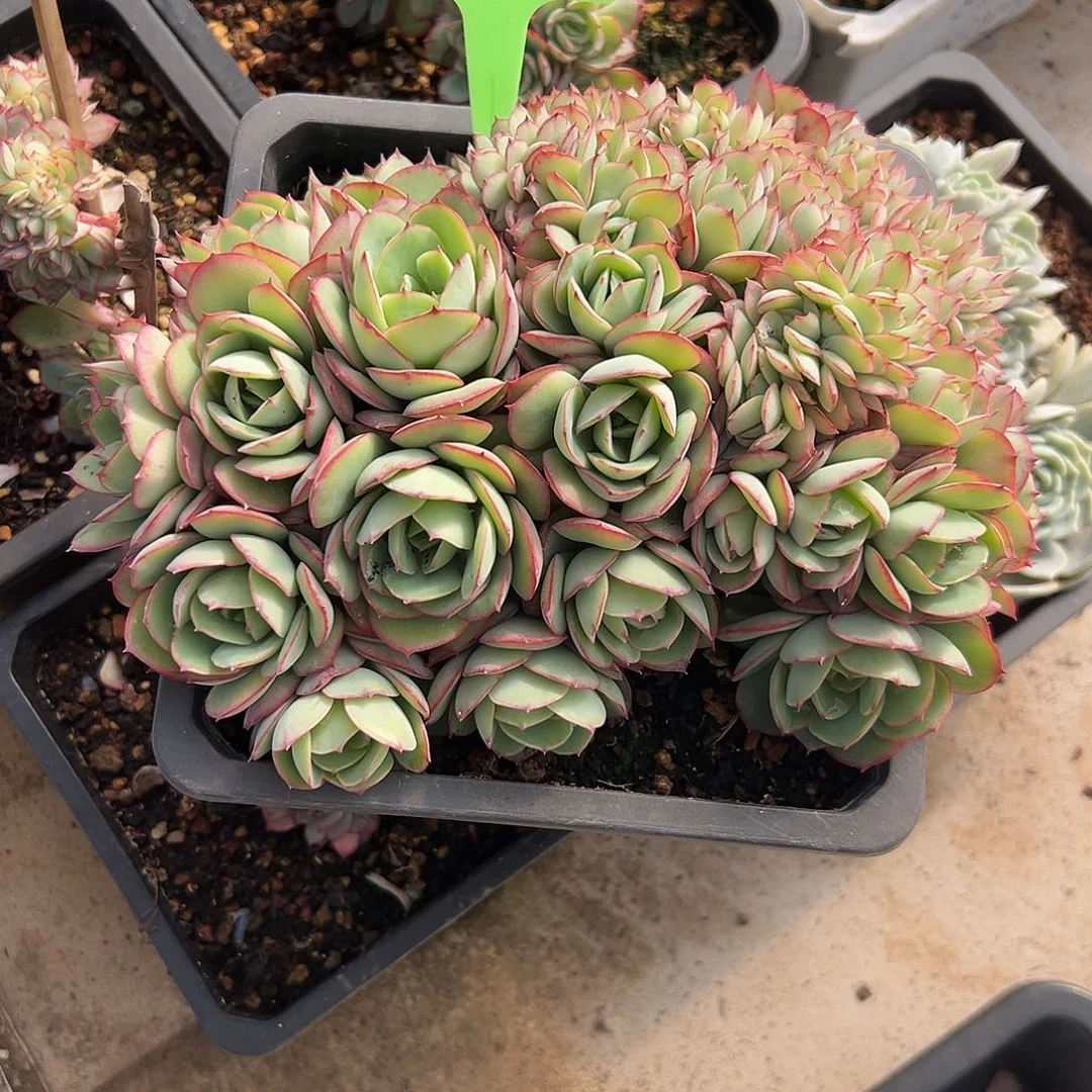 210牡丹亭缀化。多肉。