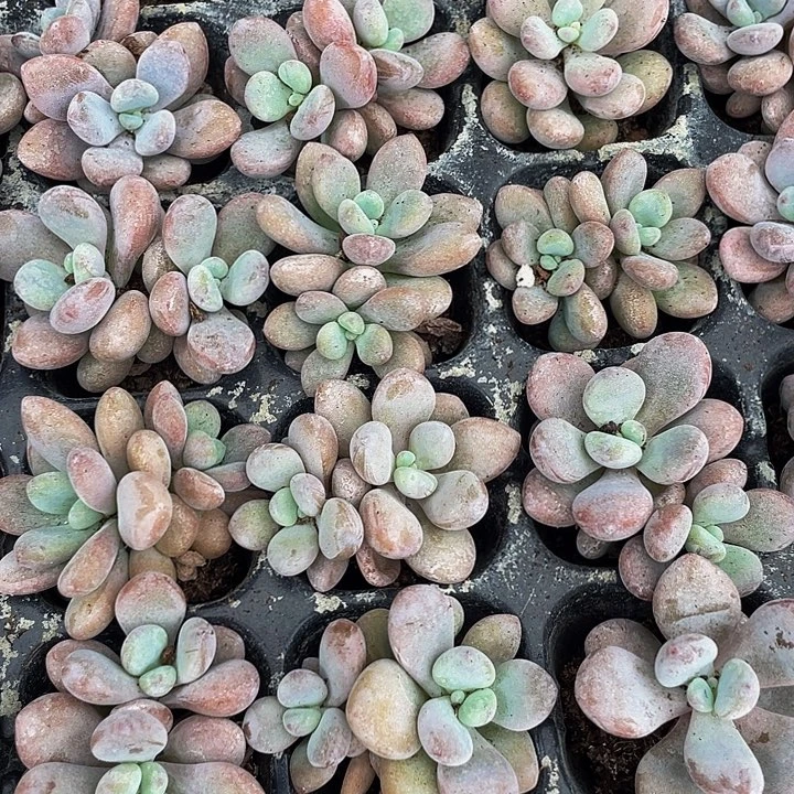 小粉兔1元带土发货
