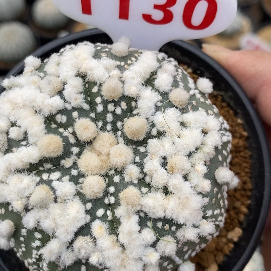 1130花园福利7）开播